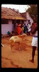 Whatsapp funny video 107 @whatsapp #whatsapp