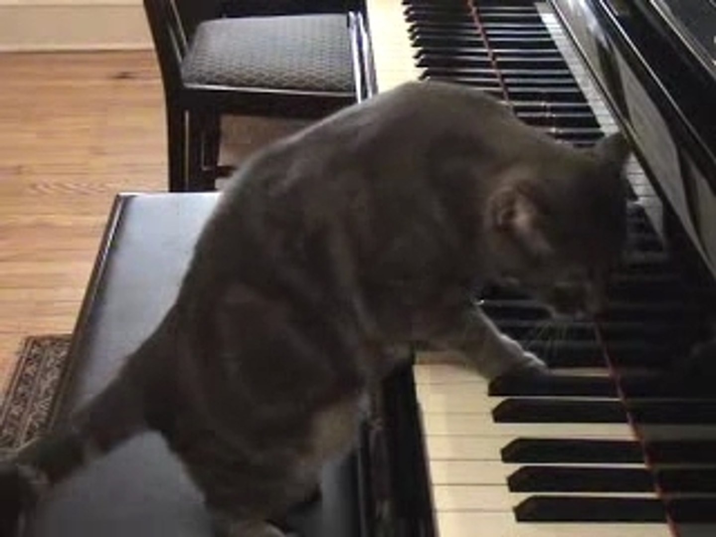Chat qui joue du piano - Vidéo Dailymotion