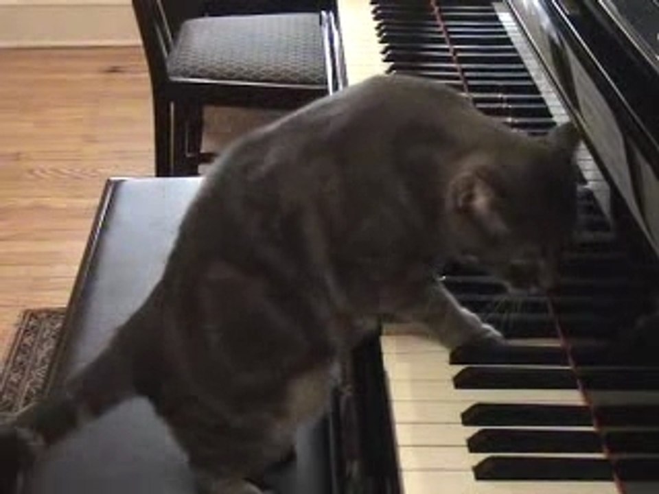 Chat qui joue du piano