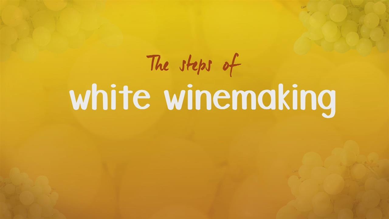 How white wine is made: 4 steps