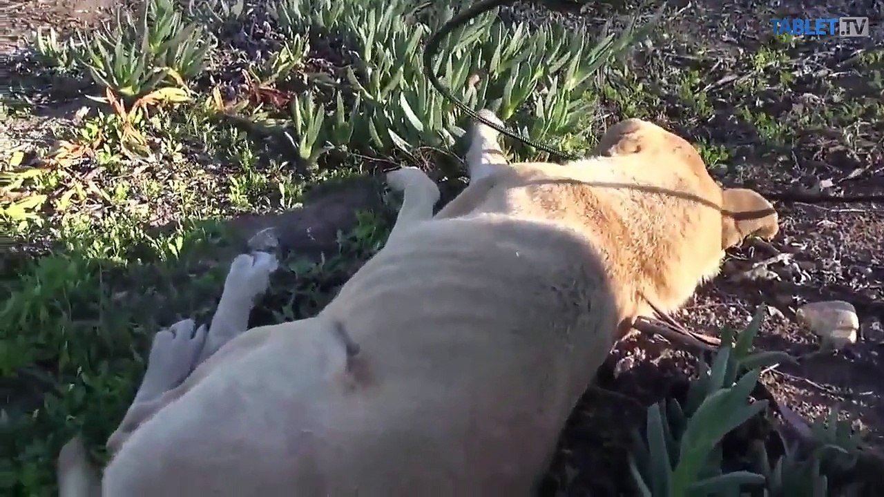 Slepú Fionu sa nedalo rozoznať od metly