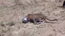Assoiffé, ce léopard se coince la tête dans un pot