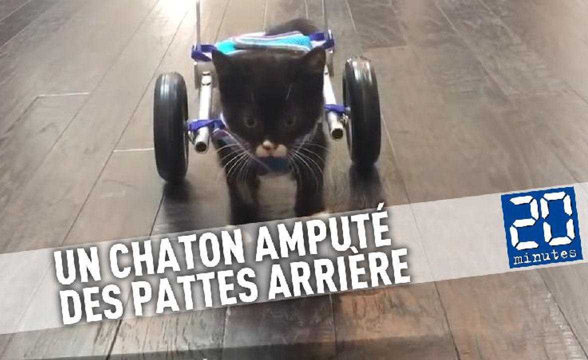 Un chaton amputé des pattes arrière se déplace sur des roulettes