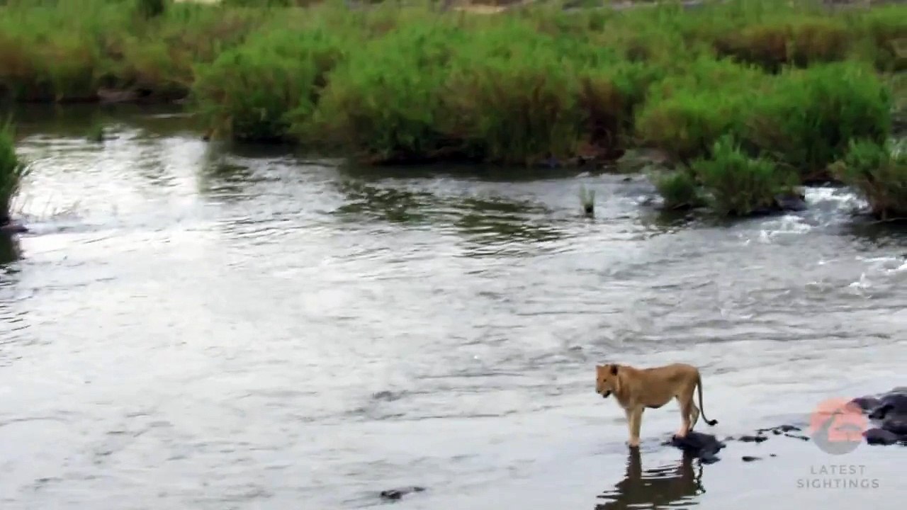 Crocodile Attacks a Male Lion - Latest Wildlife Sightings