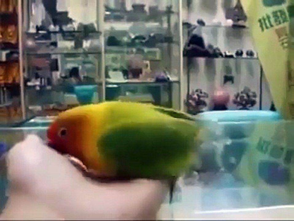 amazing parrot talking