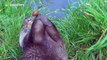 Otter shows off to wildlife park visitors by 'juggling'