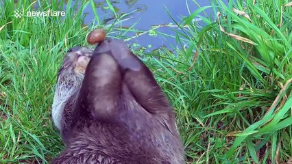Otter shows off to wildlife park visitors by 'juggling'
