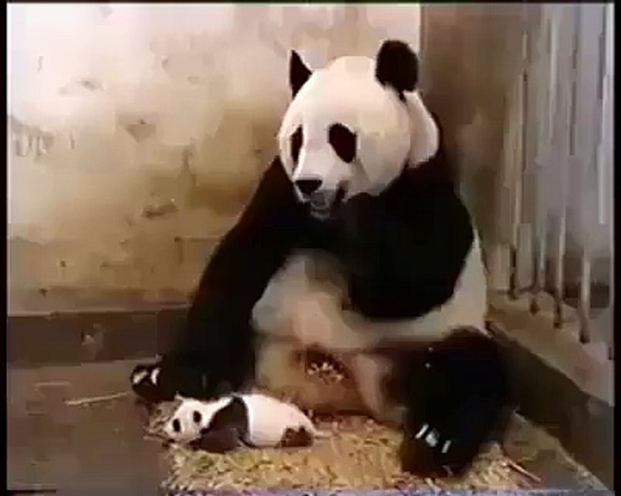 Baby Panda Sneeze Scares Mother