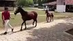 Cute Baby Horse Running with Little Legs