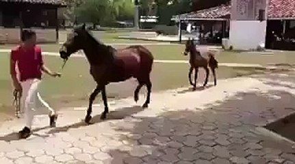Cute Baby Horse Running with Little Legs