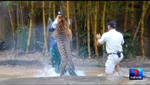Caught On Tape- Animal Trainer Fights Life After Tiger Attack