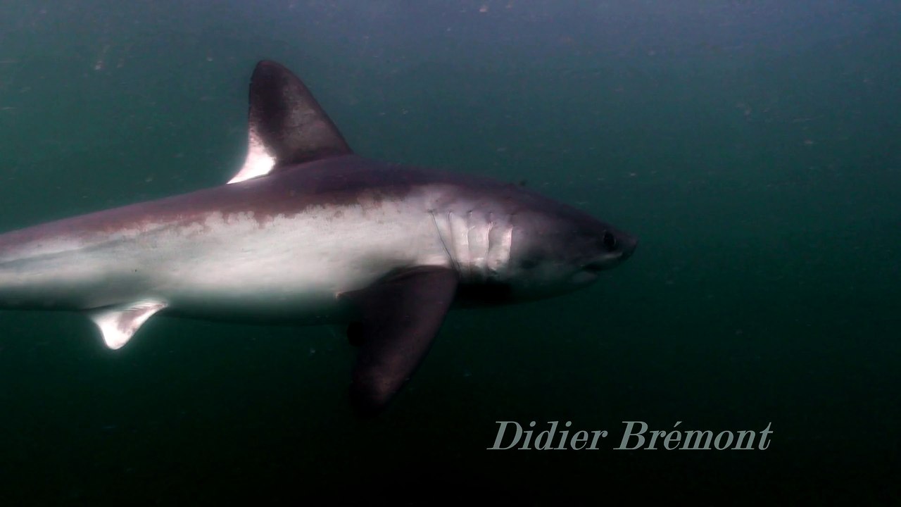 REQUIN TAUPE COMMUN BRETAGNE - LAMNA NASUS