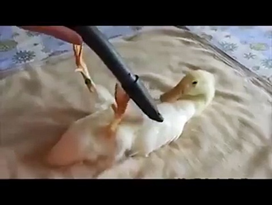 Duck Enjoying Vacuuming