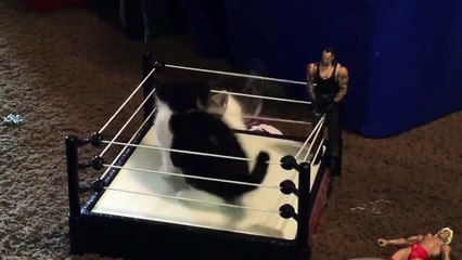 Two kittens fight on a boxing ring
