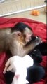 Monkey pets puppies