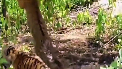 Monkeys teasing other animals