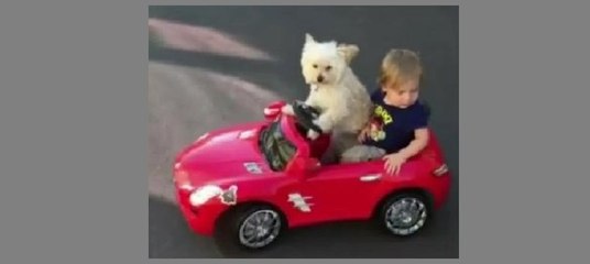 Köpeğin kullandığı arabayla gezintiye çıkan ufaklık