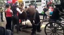 Un cheval déshydraté fait un malaise en pleine rue pendant une parade