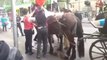 Dehydrated poor Horse collapses in Melbourne under 30°