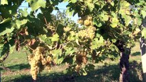 C'est le temps des vendanges à Ognoas