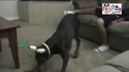 FUNNY DOG Attacks Little Boys Private Parts !!