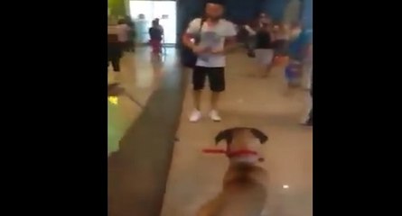 Un chien revoit son maître après une longue durée