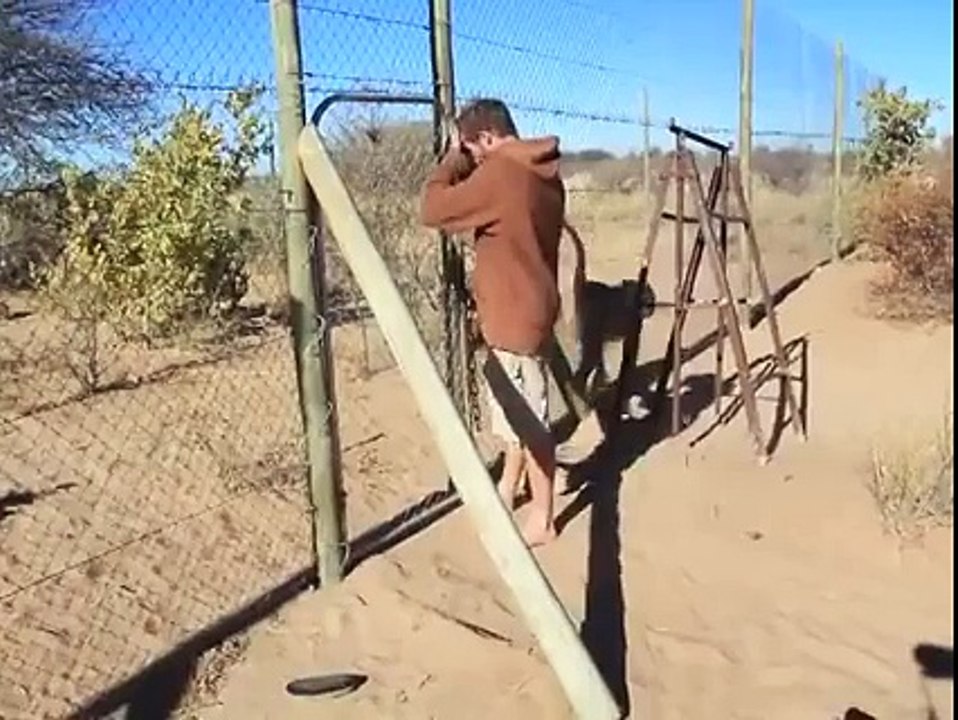 This Lion Loves Him So Much