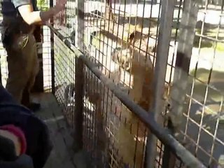 Dans ce parc, ce sont les visiteurs qu'on met en cage pour observer les lions