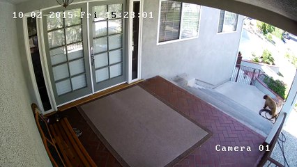 Un bouledogue français chasse des ours de son jardin