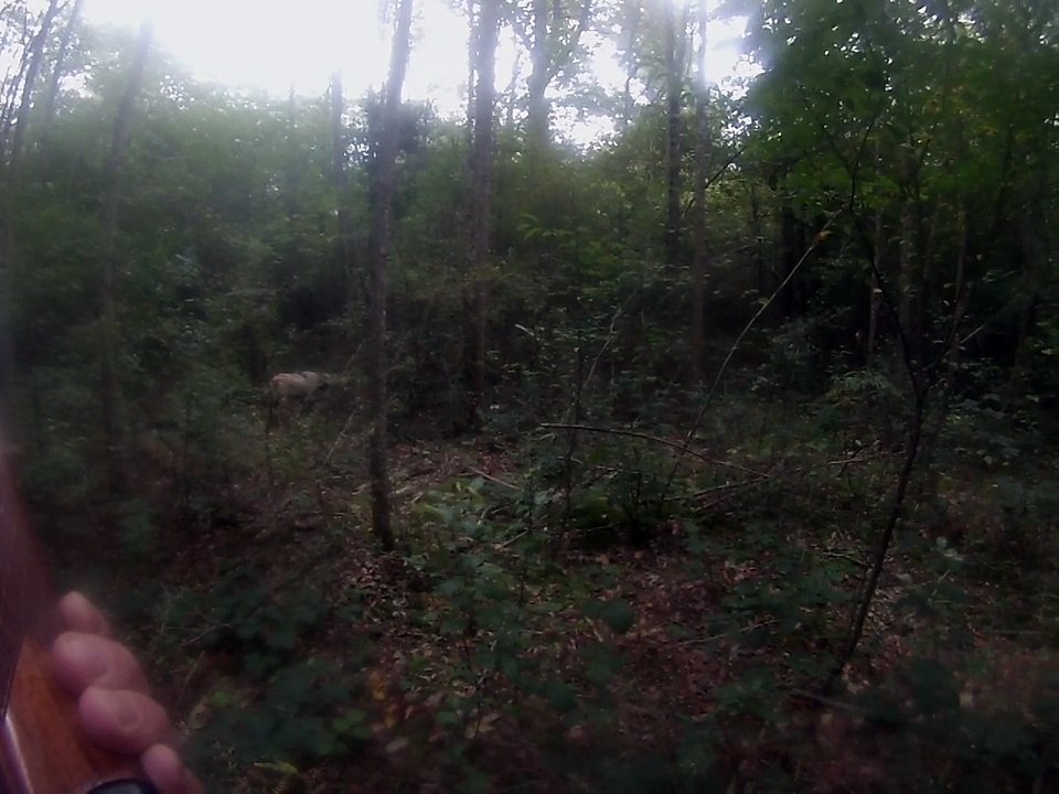 chasse au lievre daya au bois