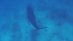 Humpback Whales Swim in Crystal Clear Caribbean Waters