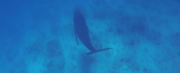 Humpback Whales Swim in Crystal Clear Caribbean Waters