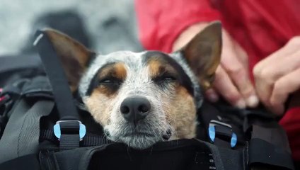 Dünyanın İlk Wingsuit Atlayışını Yapan Köpeği