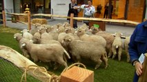 Flocks of sheep gather on Savile Row for National Wool Week