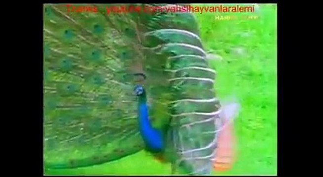 مور کس طرح اڑتے ہیں اور پر پھیلاتے ہیں ۔۔ یہ خوبصورت ویڈیو دیکھیے