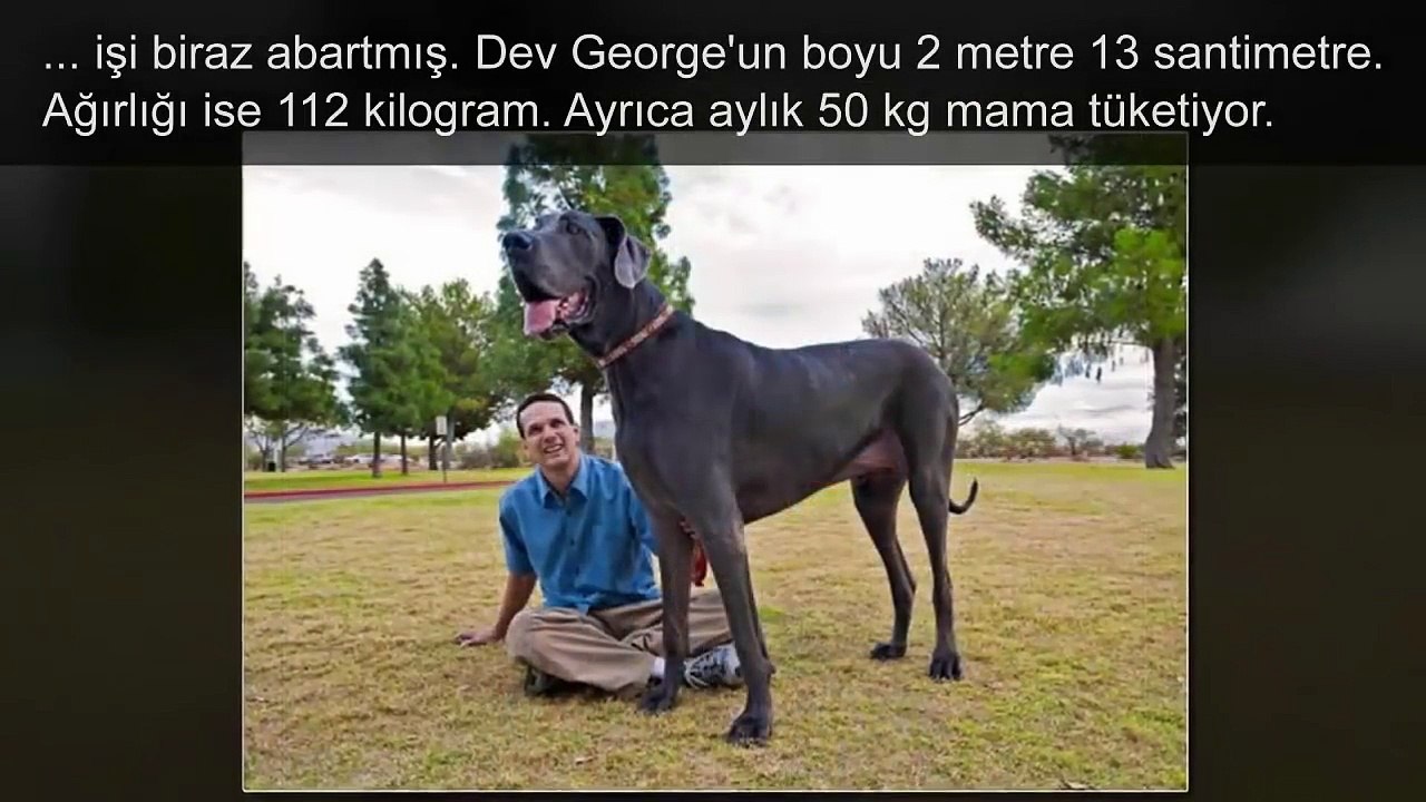 Dünyanın En Büyük 5 Hayvanı