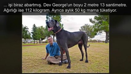 Dünyanın En Büyük 5 Hayvanı