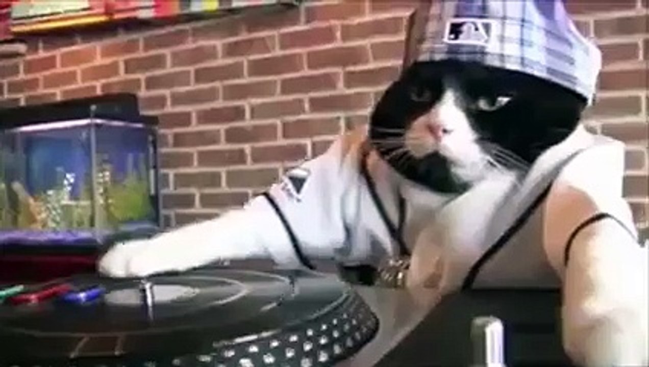 Wow ! So much swag, DJ Kitty...!