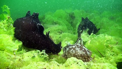 L’habitat de l’hippocampe HD. Seahorse world.