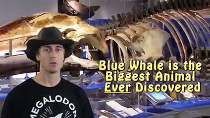 The Mystery of Bloop has been Solved