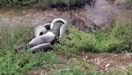 Snake Crocodile Attacked Australia    Animal Attacks.
