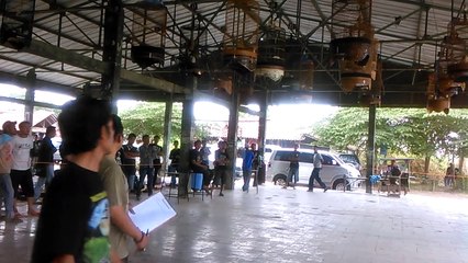 Lomba Burung Branjangan Petarung di Tanjung, Brebes