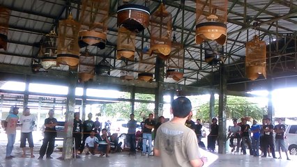 Babak Penyisihan Lomba Burung Branjangan di Tanjung, Brebes