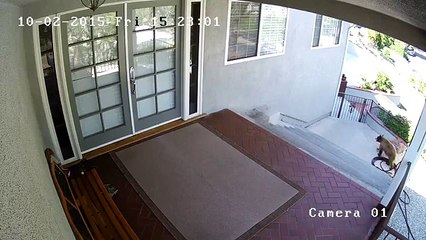 Un petit chien met en fuite des ours bruns !