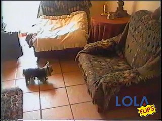 Dog humps teddy bear