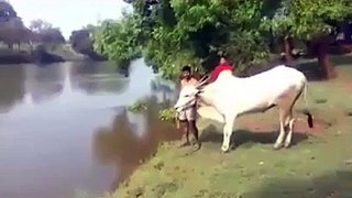 what a fantastic jump of this bull... must watch