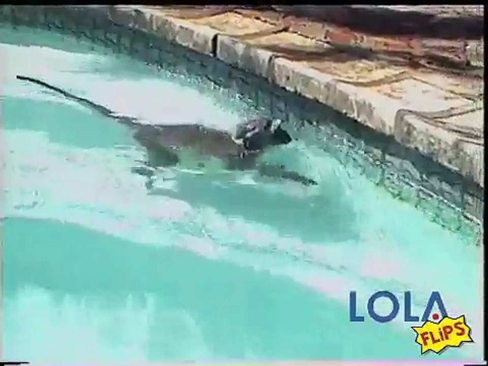 Swimming Monkey