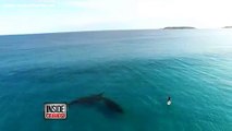 Drone Captures Gigantic Whales Swimming Incredibly Close to Paddle Boarder 6th october 2015