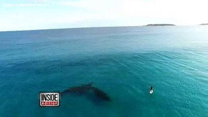 Drone Captures Gigantic Whales Swimming Incredibly Close to Paddle Boarder 6th october 2015