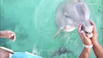 Helpful dolphin helps Miami Heat dancer get her phone back
